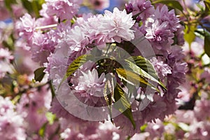 Sakura double blossom - beautiful pink flowers on branches in clear weather. Early spring, concept, sakura buds