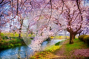 Sakura with dreamy effect