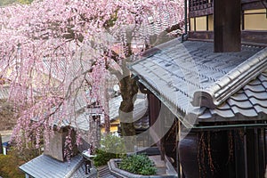 Sakura at famous street, Sannen-Zaka, in Kyoto
