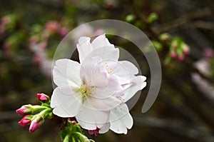 Sakura, the famouse flower of Japan