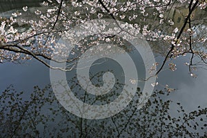 Sakura Festival , Cherry blossom near river , Tokyo