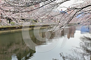 Sakura Festival , Cherry blossom near river , Tokyo, Japan.