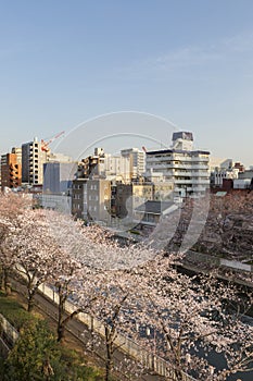 Sakura Festival , Cherry blossom , Tokyo, Japan