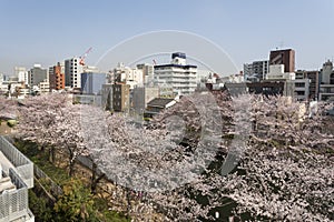 Sakura Festival , Cherry blossom , Tokyo, Japan