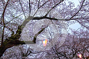 Sakura Festival lantern at Omiya Park,Saitama,Japan in spring.