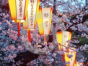 Sakura Festival in Spring in Tokyo