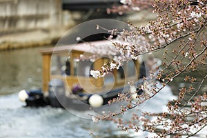 Sakura Festival , tourist boat in river , Tokyo, Japan