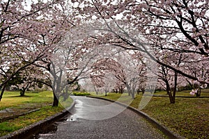 Sakura field and road near Tian porcelain Park, saga-ken, Japan