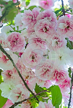 Sakura. Flor de cerezo japonÃÂ©s photo