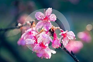 Sakura Flower