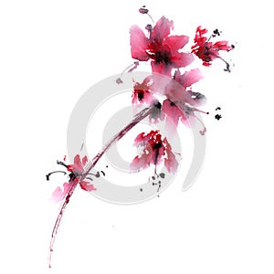 Sakura flower.