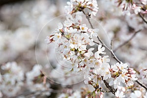 Sakura flower