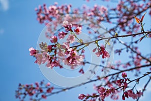 Sakura flower