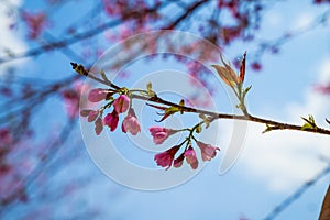 Sakura flower