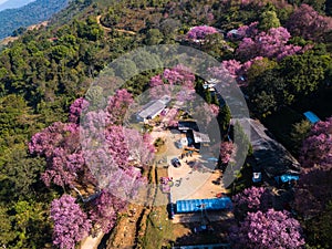 Sakura flower blooming blossom in Banpot Wittaya School at Chiang rai