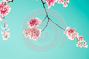 Sakura Flower or Cherry Blossom