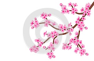 Sakura Flower. Cherry Blossom branch. vector illustration.