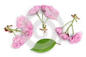 Sakura flower cherry blossom isolated on white background with clipping path and full depth of field. Top view. Flat lay