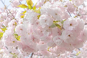 Sakura flower or Cherry blossom in the park,nature background