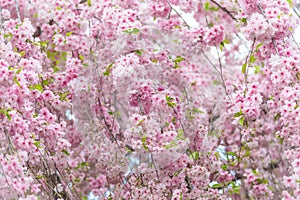 Sakura flower or Cherry blossom in the park,nature background