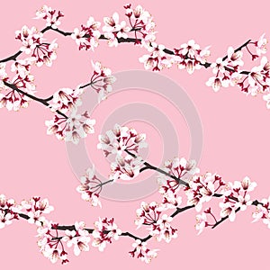 Sakura flower or cherry blossom on pink background seamless pattern