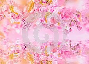 Sakura flower cherry blossom, water reflection, light. Greeting card background template. Shallow depth. Soft toned. Spring nature