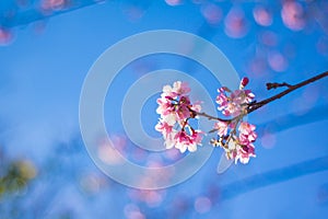 Pink sakura photo
