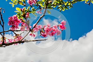 Sakura flower and Cherry bossom