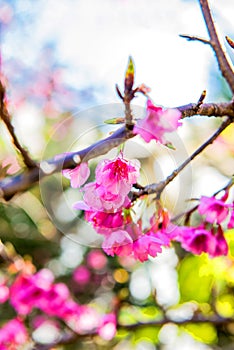 Sakura flower and cherry bossom photo