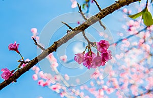 Sakura flower and cherry bossom photo