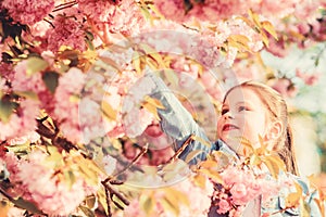 Sakura flower concept. Gorgeous flower beauty. Girl cherry flower background. Sakura tree blooming. Park and garden