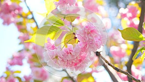 Sakura flower nature bloom sky sun magic beautiful