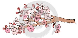 Sakura flower for printing on paper.