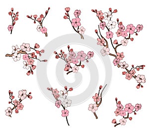 Sakura flower for printing on paper.