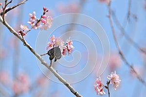 Sakura flower redbase jezebel butterfly