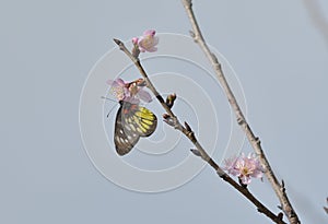 Sakura flower redbase jezebel butterfly