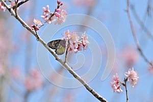 Sakura flower redbase jezebel butterfly photo