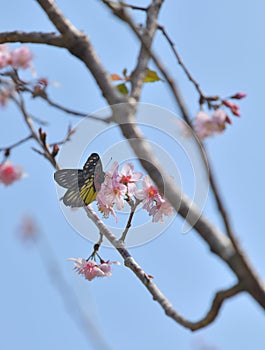 Sakura flower redbase jezebel butterfly photo