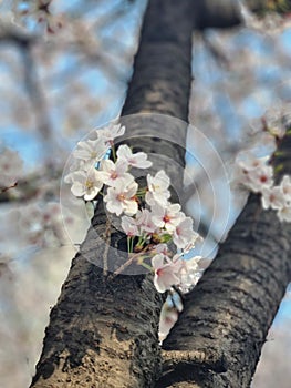 Sakura Flower on the tree