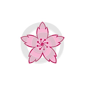 sakura flower vector illustration design