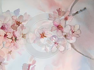 Sakura flower watercolor