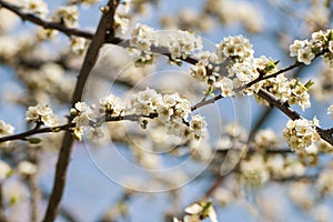 Sakura floweres blooming in full frame.