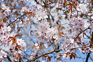 Sakura flowering