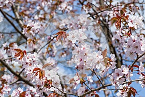 Sakura flowering