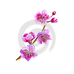 Sakura. Flowering branch of a cherry tree. Watercolor hand drawn Japanese flowers. Isolate on a white background.