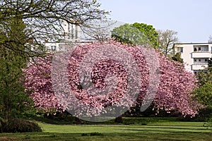 Sakura flowering in Germany