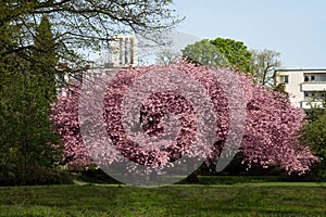 Sakura flowering in Germany