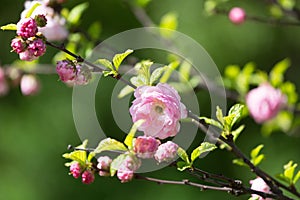 Sakura flowers