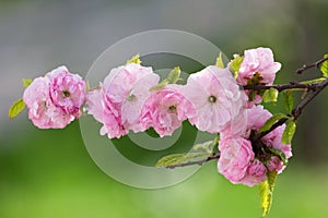 Sakura flowers