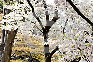 Sakura flowers